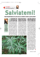 Salviatemi